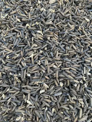 Black Soldier Fly Pupae