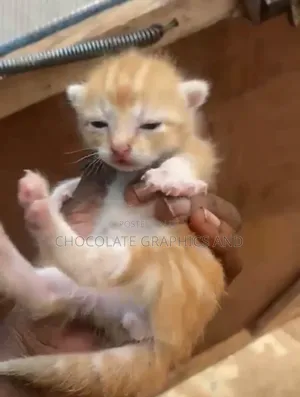 1-3 months Male Mixed Breed American Shorthair