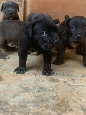 1-3 months Female Purebred Cane Corso