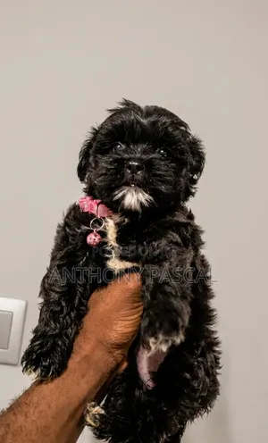 1-3 months Female Purebred Lhasa Apso