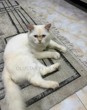 1+ year Male Purebred Persian