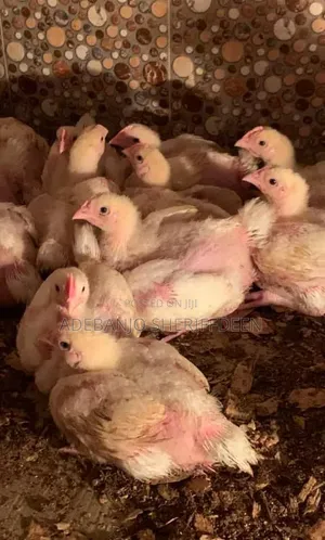 4 Weeks Broilers