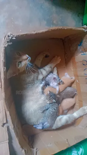 0-1 month Female Purebred Cat