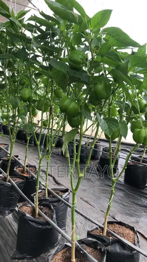 Agronomist