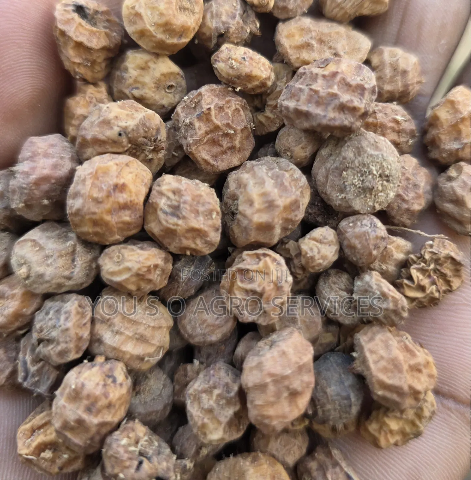 Big Tiger Nuits