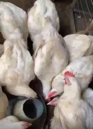 Matured Broiler