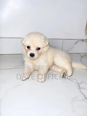 1-3 months Female Purebred American Eskimo