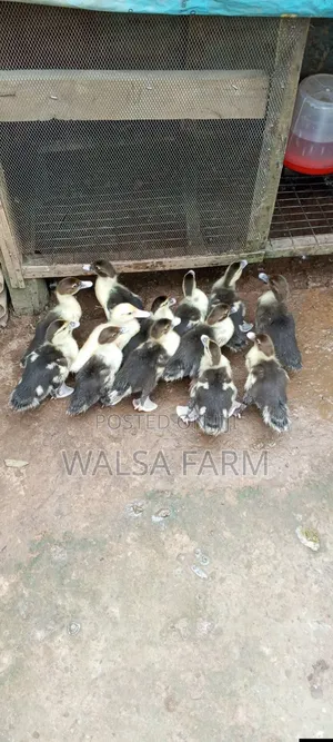 Muscovy Ducks and Other Duck Breeds Available