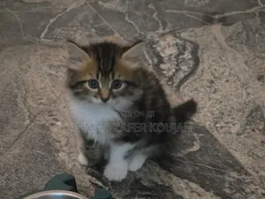 1-3 months Male Mixed Breed Siberian