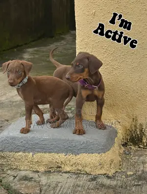 1-3 months Female Purebred Doberman Pinscher