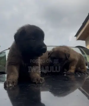 1-3 months Male Purebred German Shepherd