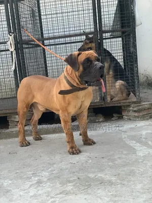1+ year Male Purebred Boerboel