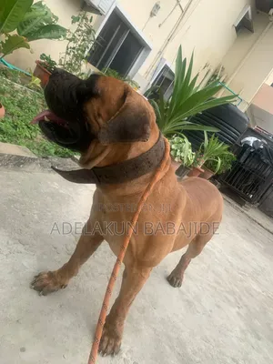 1+ year Male Purebred Boerboel