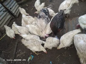 BroilerChicken for Sale
