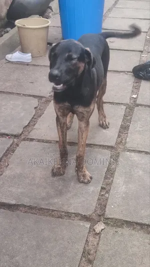 1-3 months Female Purebred Boerboel