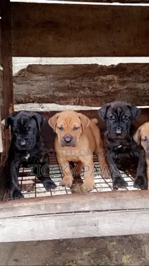 1-3 months Female Purebred Boerboel