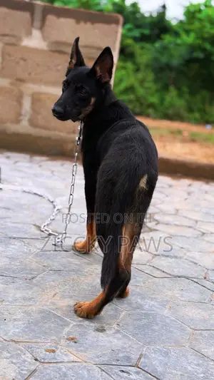 3-6 months Male Purebred German Shepherd