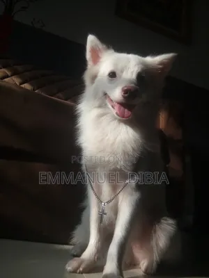 1+ year Male Purebred American Eskimo