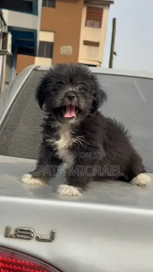 1-3 months Female Purebred Lhasa Apso