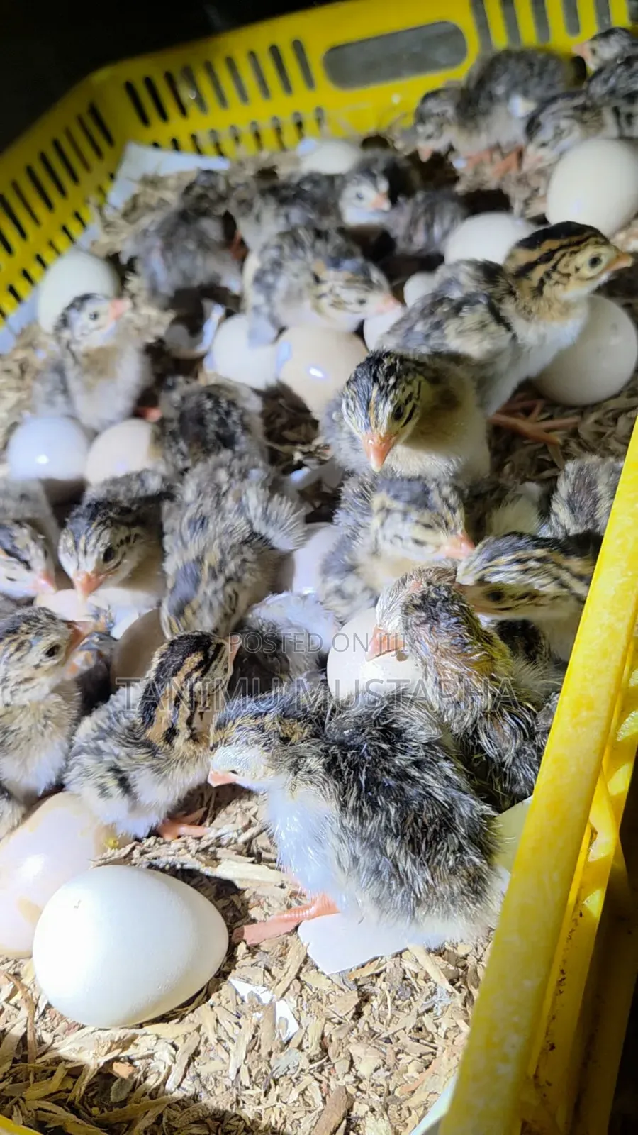 Hatchery Service