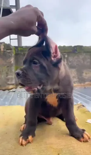1-3 months Male Purebred Cane Corso