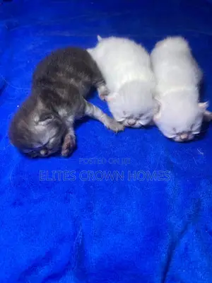 0-1 month Male Purebred Persian