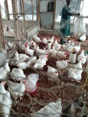 Title: Fresh Broiler Chicken for Sale –