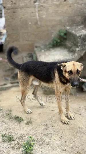 1+ year Male Purebred German Shepherd