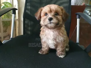 1-3 months Male Purebred Lhasa Apso