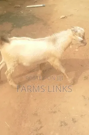 Healthy Male Goat