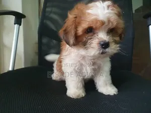 1-3 months Female Purebred Lhasa Apso