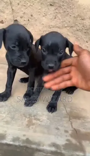 1-3 months Female Purebred Cane Corso