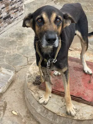 1+ year Male Purebred German Shepherd