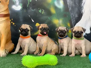 1-3 months Female Purebred Pug