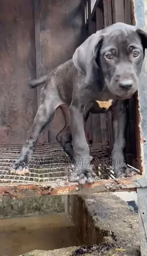 1-3 months Female Purebred Cane Corso