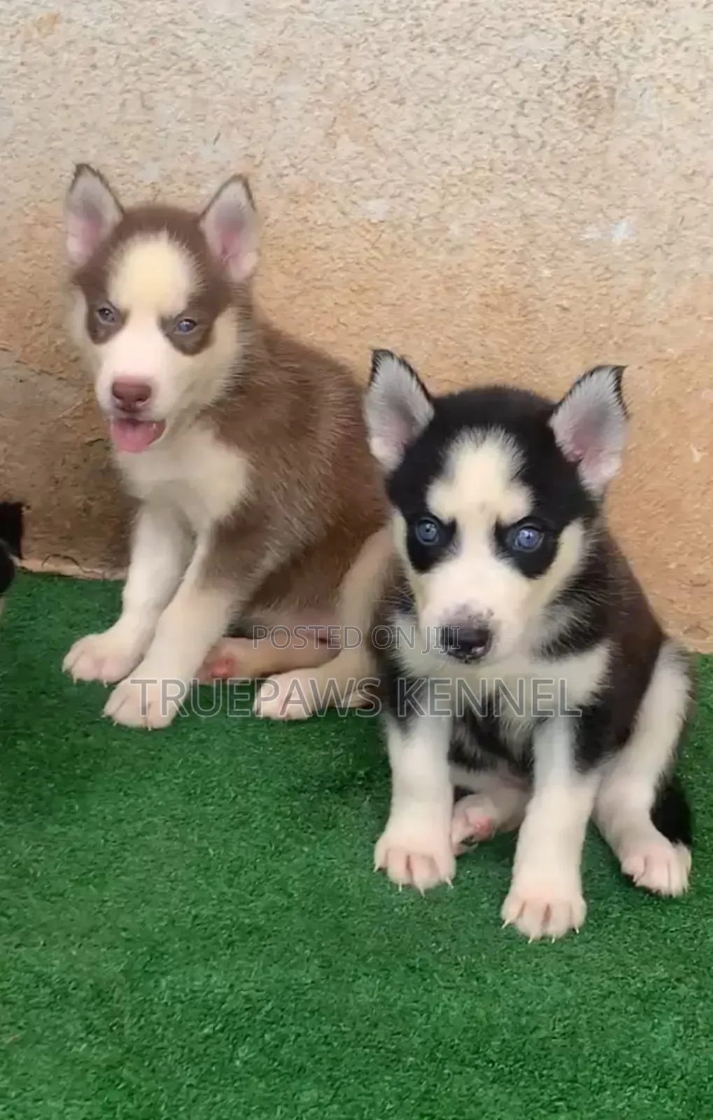 1-3 months Female Purebred Siberian Husky