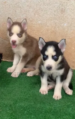 1-3 months Female Purebred Siberian Husky