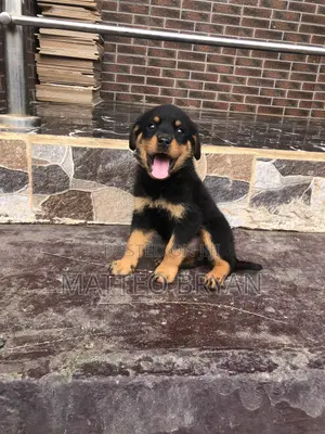 3-6 months Female Purebred Doberman Pinscher