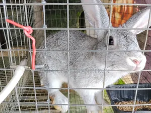 Rabbit Grower (4 Months+)