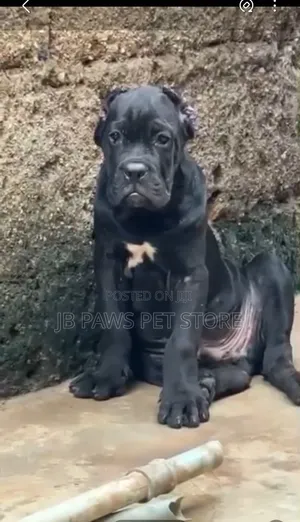 3-6 months Female Purebred Cane Corso