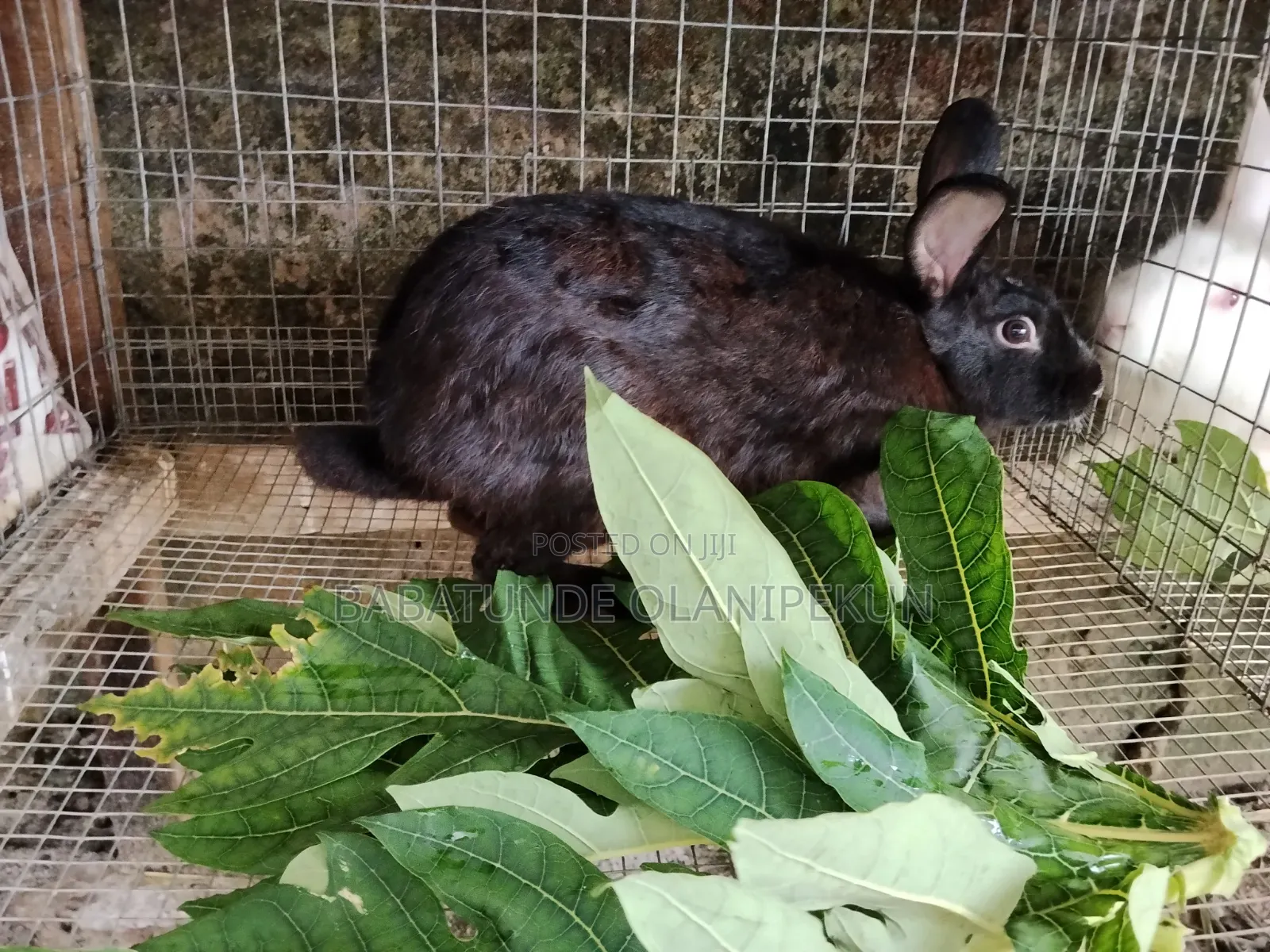 Mature Rabbits ( 7 )Months+