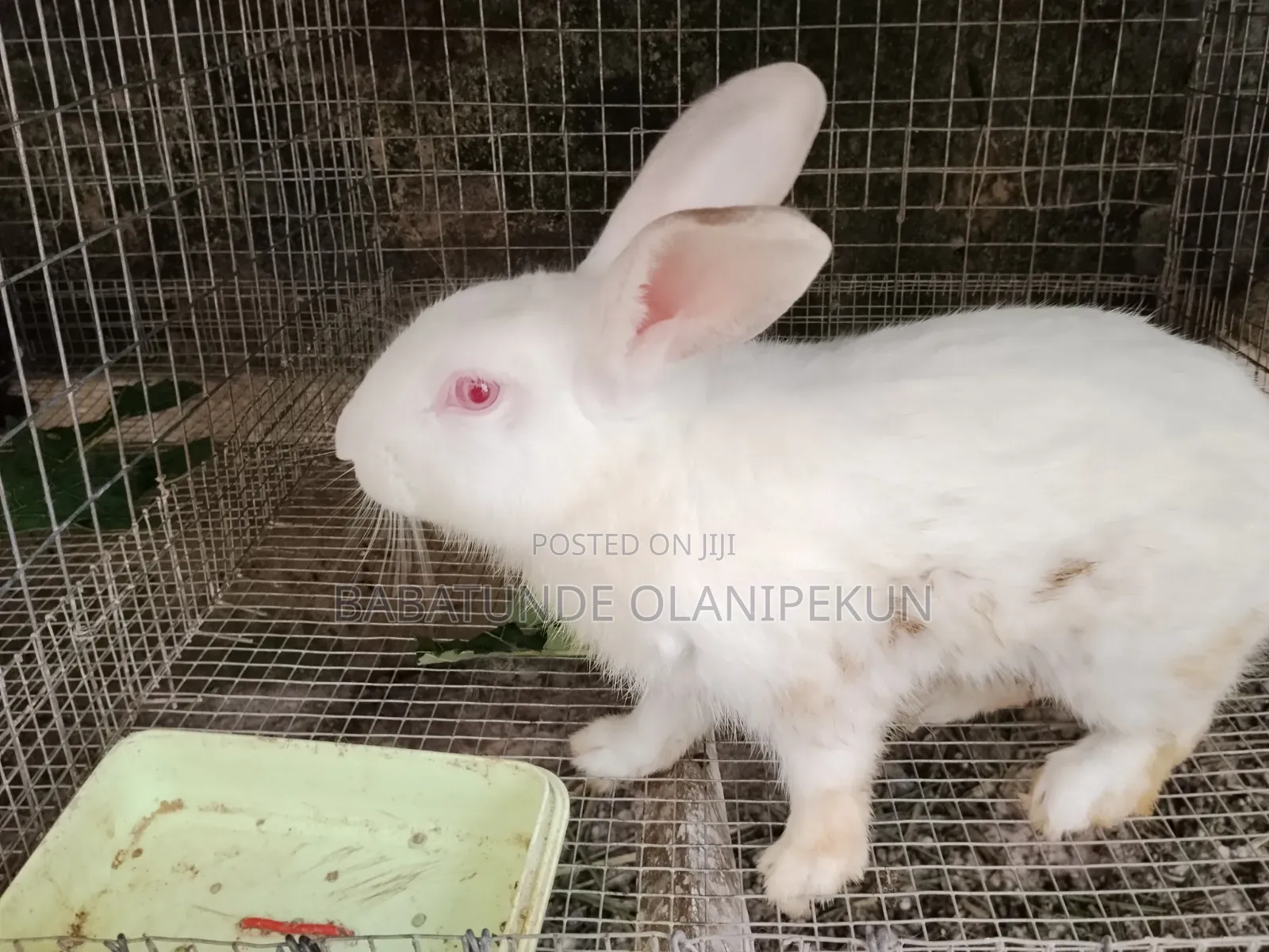 Mature Rabbits ( 7 )Months+