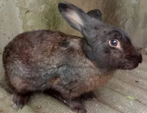 Mature Rabbits ( 7 )Months+