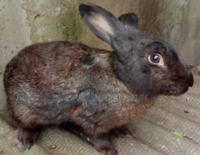 Mature Rabbits ( 7 )Months+