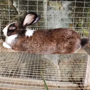 Mature Rabbits ( 7 )Months+