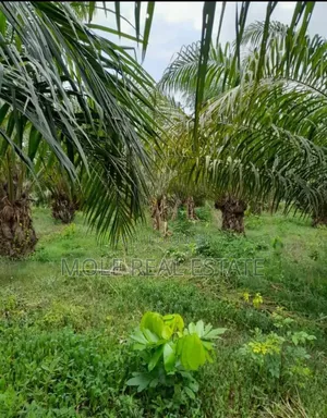 620 Acers Palm Tree Plantation Odeda Ibadan Oyo State
