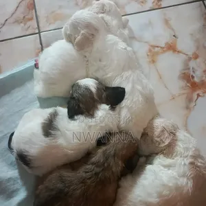1-3 months Female Purebred Lhasa Apso