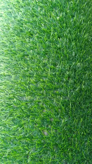 High Quality Carpet Grass