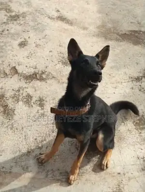 6-12 months Male Purebred German Shepherd