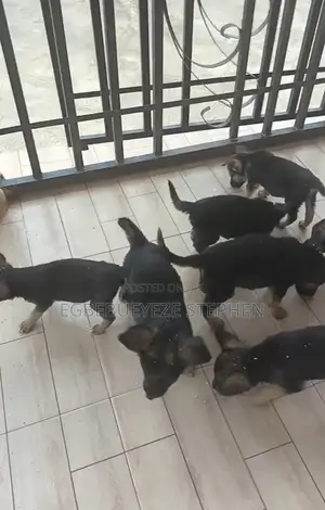 1-3 months Female Purebred German Shepherd